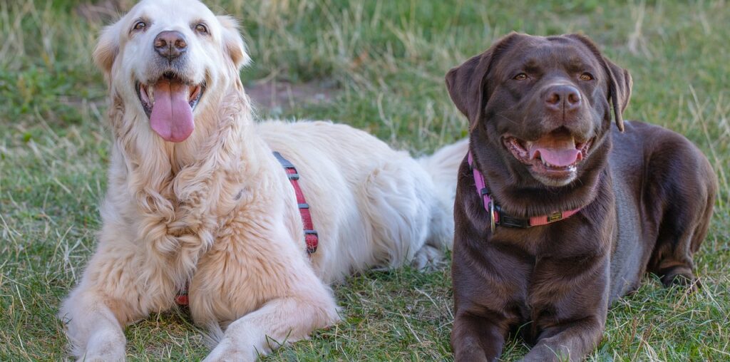 golden retriever vs labrador