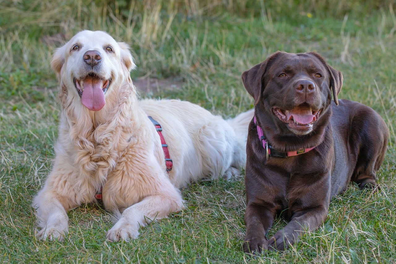 Golden Retriever vs. Labrador Retriever: Exploring the Bonds of Two Beloved Breeds