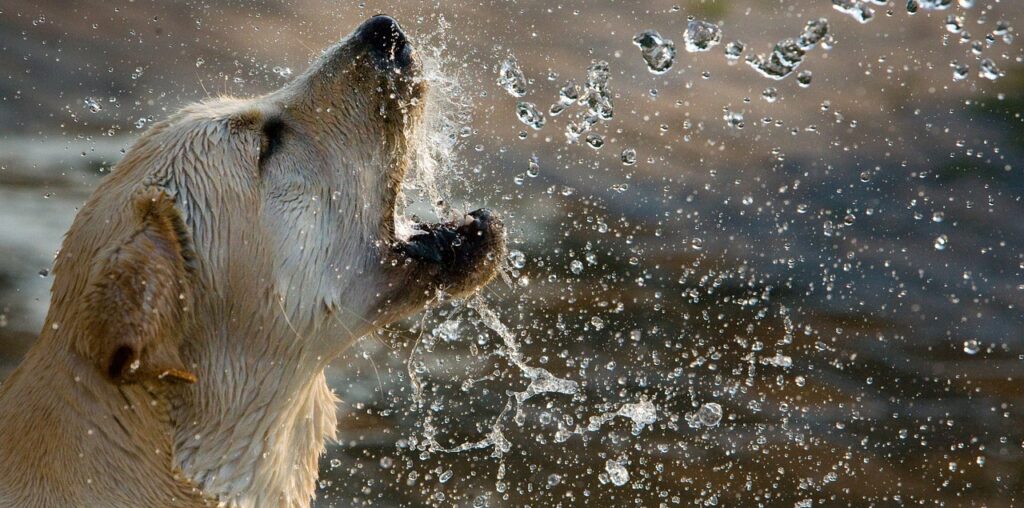 golden retriever activities