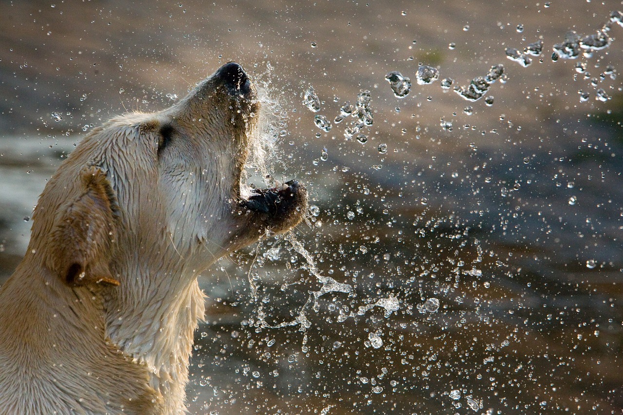 The Top 5 Golden Retriever-Friendly Activities to Enjoy with Your Furry Friend