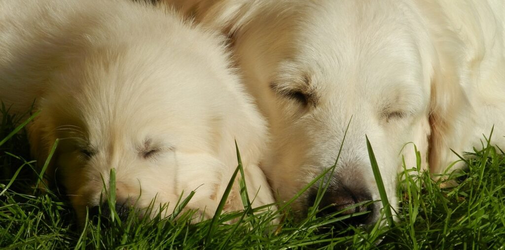 Golden retrievers are good for any family