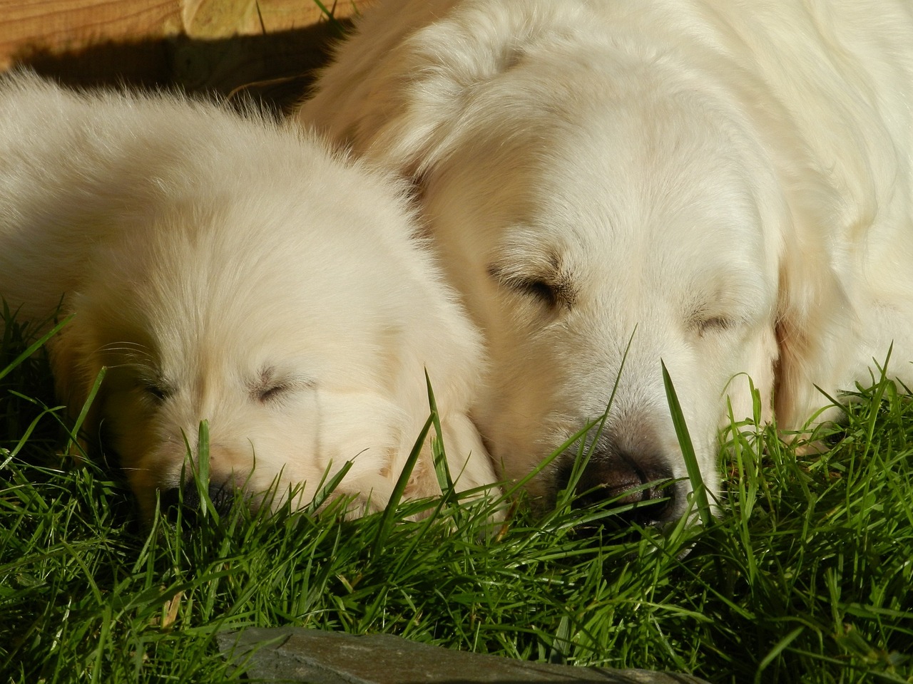 Why Golden Retrievers Are the Perfect Addition to Any Family