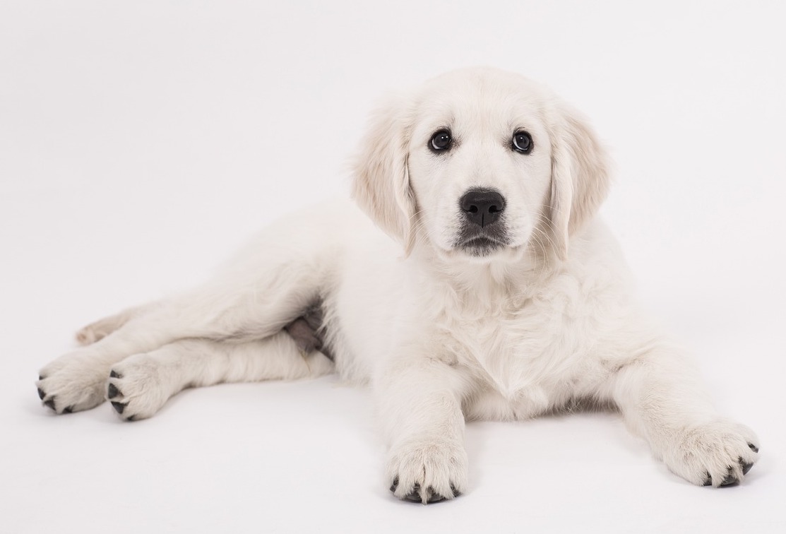 Welcome to Forever Goldies: Your Ultimate Golden Retriever Community