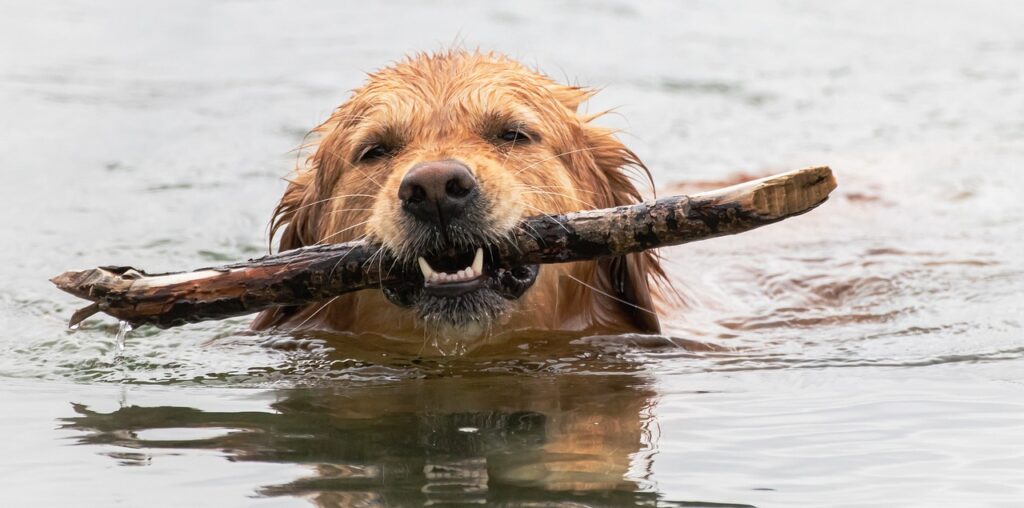 golden retriever characteristics