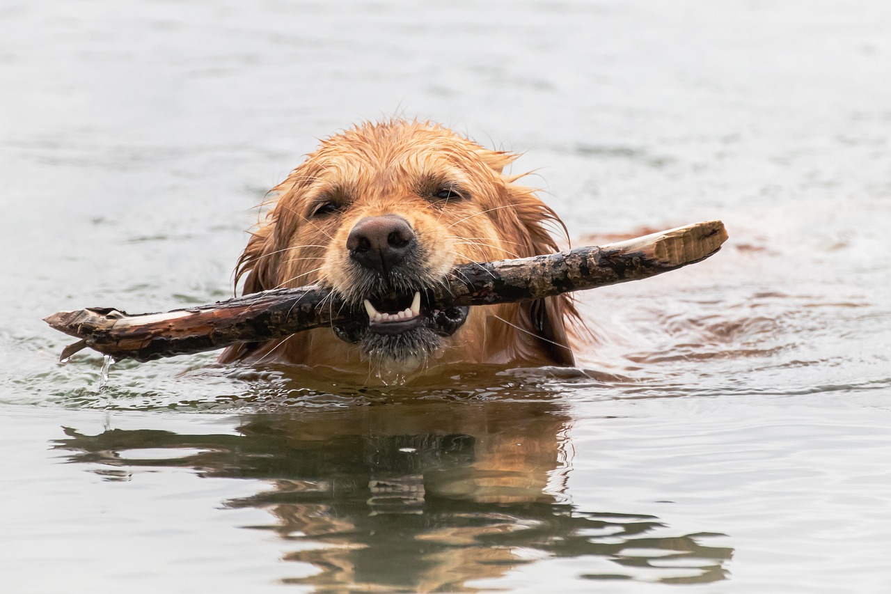 The Heartwarming Charm of Golden Retriever Characteristics