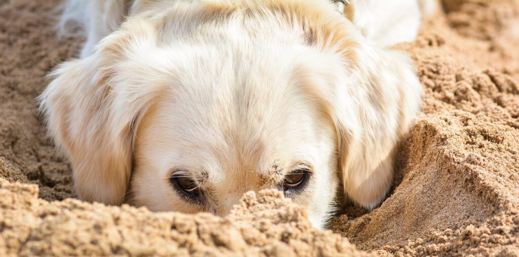 golden retriever fun