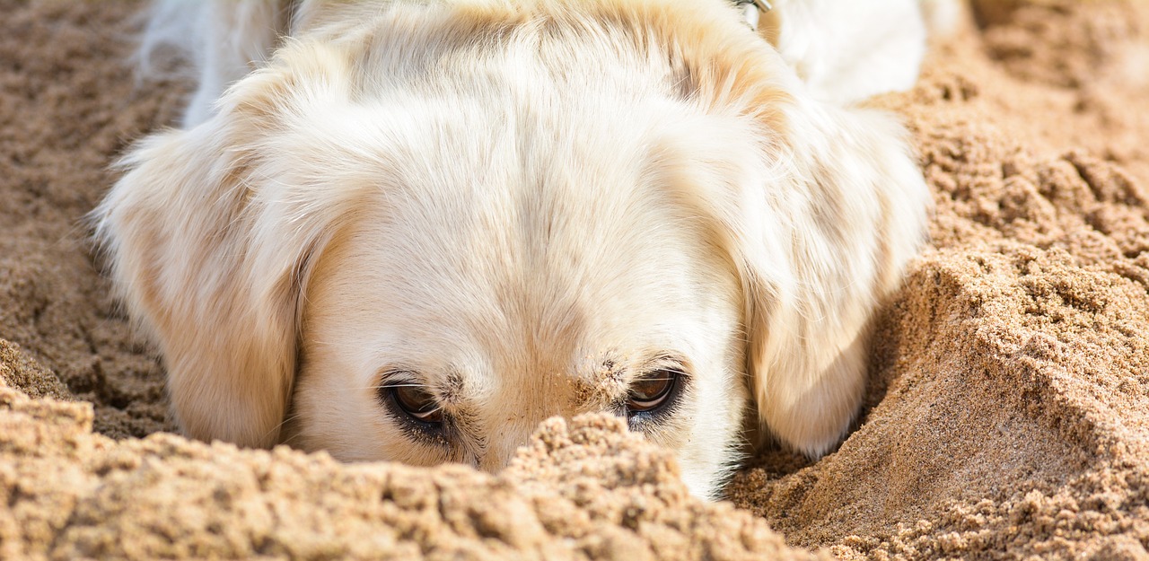 Golden Retriever Fun Facts