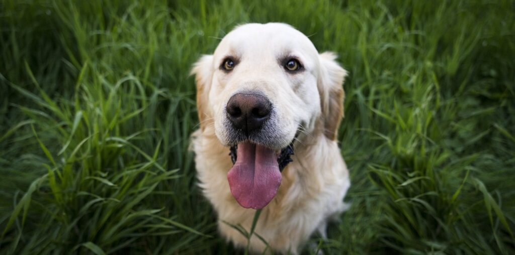 golden retriever health