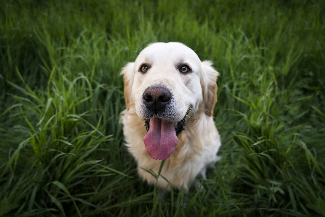 Golden Guide: 10 Health Tips Every Golden Retriever Owner Needs to Know