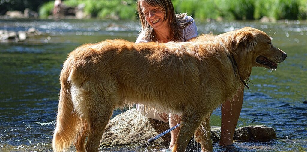 golden retriever grooming