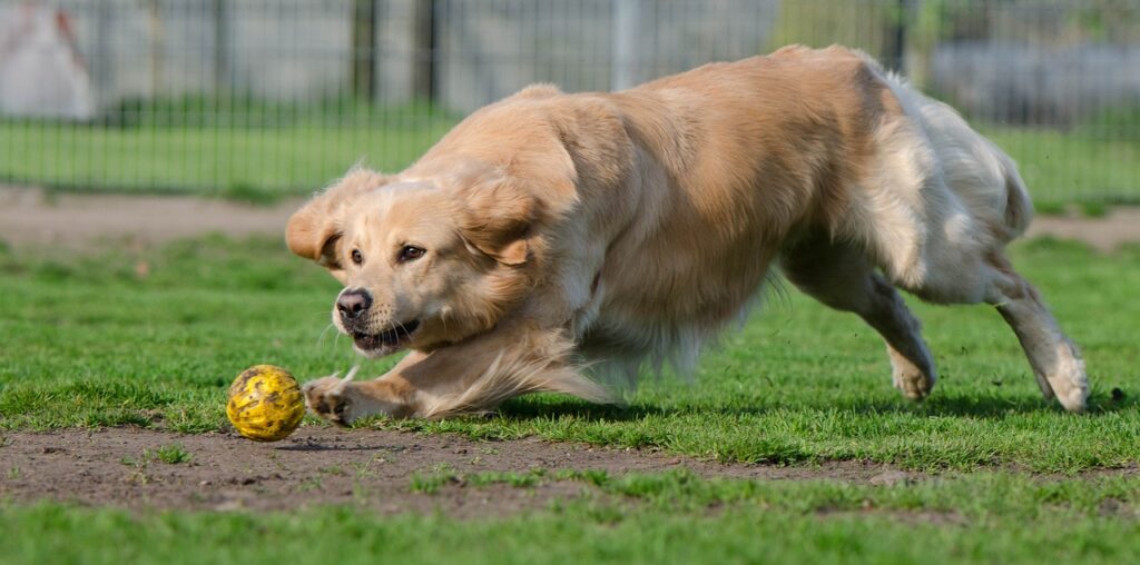 golden retriever health care tips