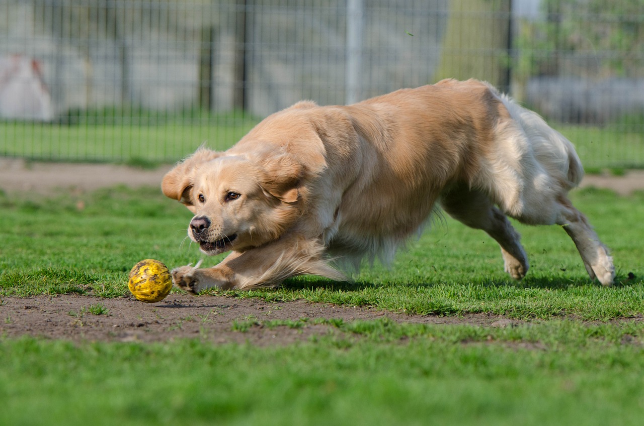 Golden Retriever Care 101: Essential Tips for Keeping Your Pet Happy and Healthy