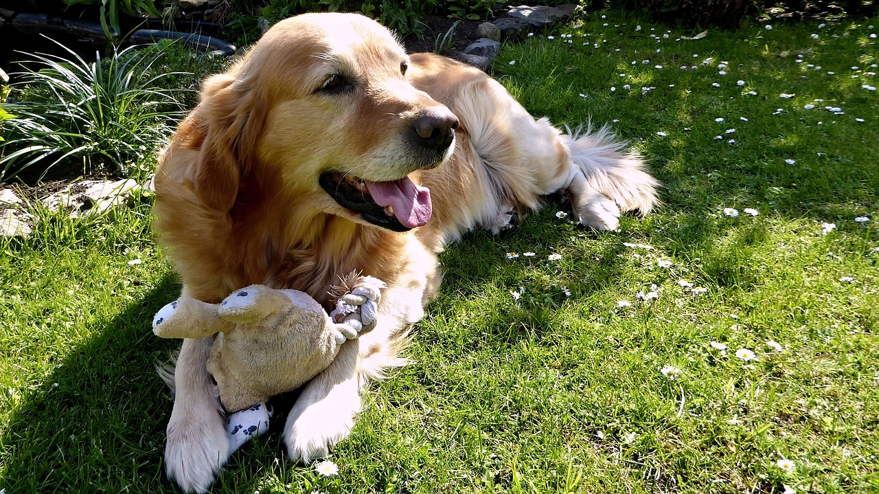 Dispelling Myths: Debunking Common Misconceptions About Golden Retrievers