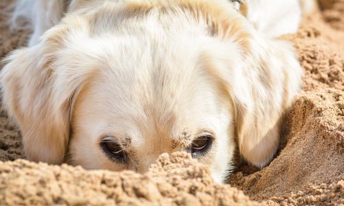 golden retriever fun